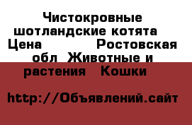Чистокровные шотландские котята  › Цена ­ 5 000 - Ростовская обл. Животные и растения » Кошки   